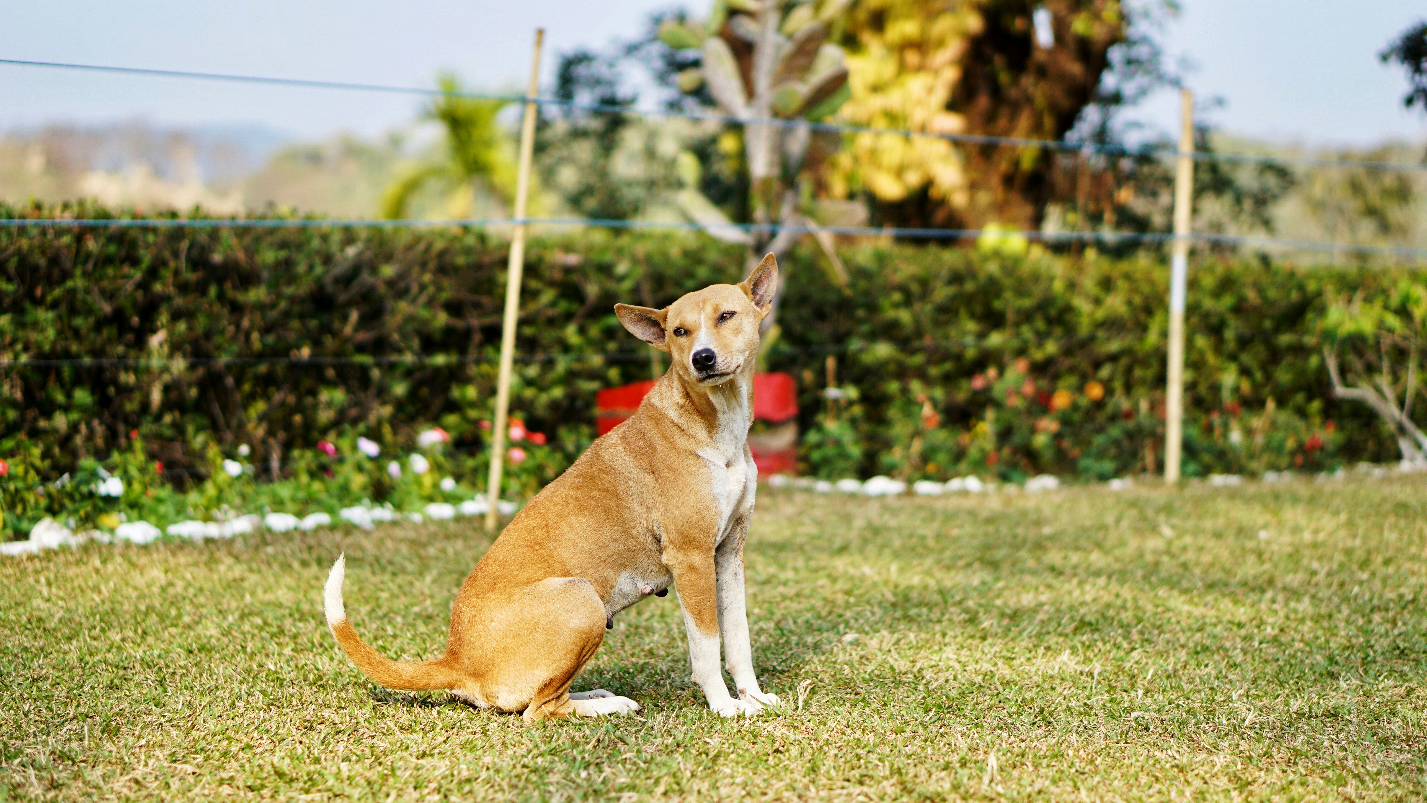 brown and white short coated dog on green grass field during daytime